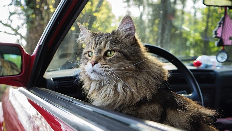 A Road Trip with Your Cat? Why not!
